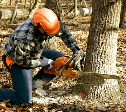 Tree Removal in Mountain Iron, MN